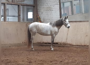 Meer warmbloeden, Merrie, 6 Jaar, 164 cm, Schimmel