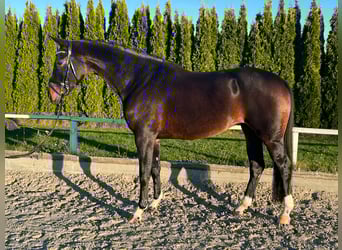 Meer warmbloeden, Merrie, 6 Jaar, 165 cm, Bruin