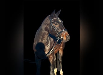 Meer warmbloeden, Merrie, 6 Jaar, 165 cm, Bruin