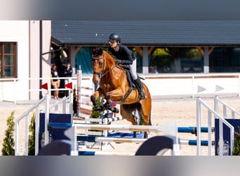 Meer warmbloeden, Merrie, 6 Jaar, 165 cm, Roodbruin