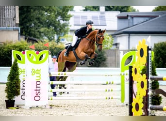 Meer warmbloeden, Merrie, 6 Jaar, 165 cm, Roodbruin