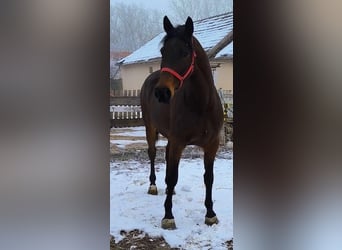 Meer warmbloeden, Merrie, 6 Jaar, 172 cm, Bruin