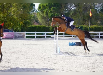 Meer warmbloeden, Merrie, 6 Jaar, 173 cm, Bruin