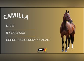 Meer warmbloeden, Merrie, 6 Jaar, Donkerbruin