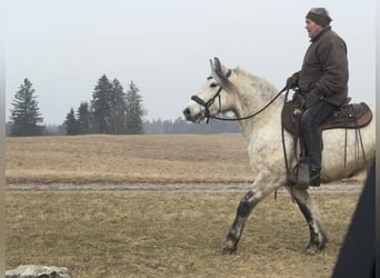 Meer warmbloeden Mix, Merrie, 7 Jaar, 154 cm, Schimmel