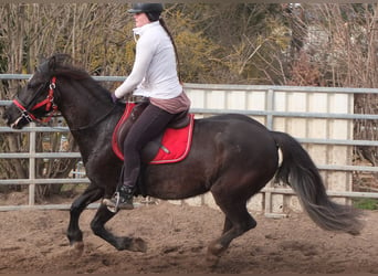 Meer warmbloeden, Merrie, 7 Jaar, 155 cm, Zwart