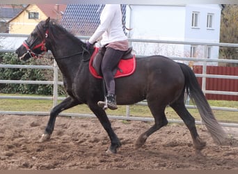 Meer warmbloeden, Merrie, 7 Jaar, 155 cm, Zwart