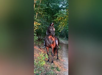 Meer warmbloeden, Merrie, 7 Jaar, 160 cm, Donkerbruin