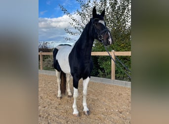 Meer warmbloeden, Merrie, 7 Jaar, 160 cm, Gevlekt-paard