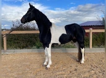 Meer warmbloeden, Merrie, 7 Jaar, 160 cm, Gevlekt-paard