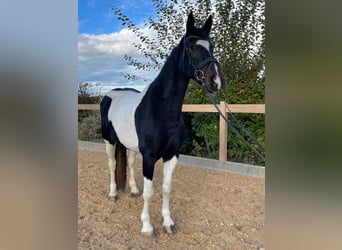 Meer warmbloeden, Merrie, 7 Jaar, 160 cm, Gevlekt-paard