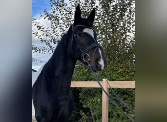 Meer warmbloeden, Merrie, 7 Jaar, 160 cm, Gevlekt-paard