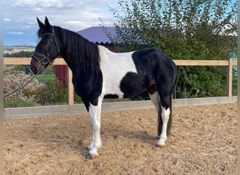 Meer warmbloeden, Merrie, 7 Jaar, 160 cm, Gevlekt-paard