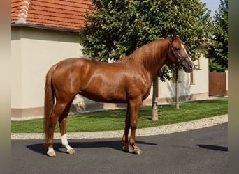 Meer warmbloeden, Merrie, 7 Jaar, 160 cm, Vos