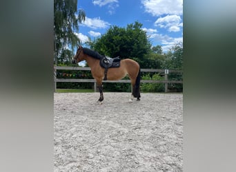 Meer warmbloeden, Merrie, 7 Jaar, 161 cm, Brauner