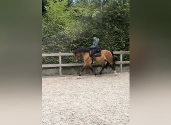 Meer warmbloeden, Merrie, 7 Jaar, 161 cm, Brauner