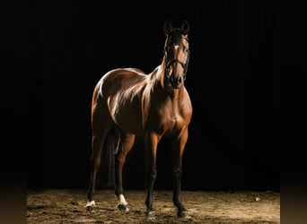 Meer warmbloeden, Merrie, 7 Jaar, 163 cm, Bruin