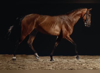 Weitere Warmblüter, Stute, 7 Jahre, 163 cm, Brauner