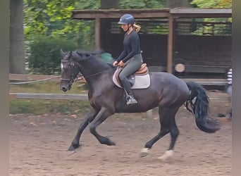 Meer warmbloeden, Merrie, 7 Jaar, 165 cm, Zwartbruin