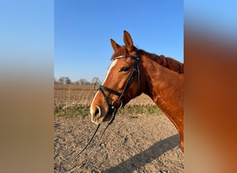 Meer warmbloeden, Merrie, 7 Jaar, 168 cm, Vos