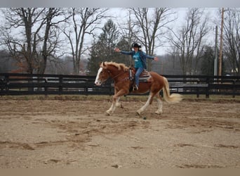 Meer warmbloeden, Merrie, 7 Jaar, 170 cm, Donkere-vos