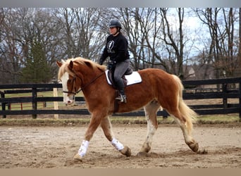 Meer warmbloeden, Merrie, 7 Jaar, 170 cm, Donkere-vos