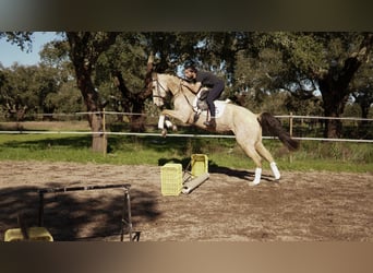Meer warmbloeden Mix, Merrie, 7 Jaar, 173 cm, Buckskin