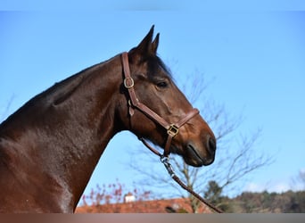 Meer warmbloeden, Merrie, 7 Jaar, Brauner