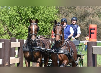 Meer warmbloeden, Merrie, 7 Jaar, Brauner