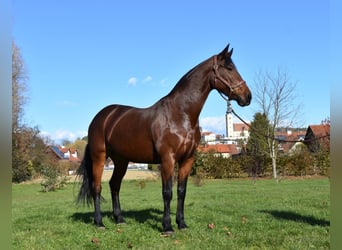 Meer warmbloeden, Merrie, 7 Jaar, Brauner