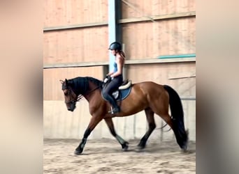 Meer warmbloeden, Merrie, 7 Jaar