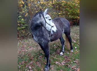Meer warmbloeden Mix, Merrie, 8 Jaar, 152 cm, Blauwschimmel