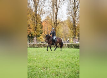 Meer warmbloeden, Merrie, 8 Jaar, 155 cm, Bruin