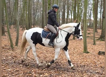 Meer warmbloeden, Merrie, 8 Jaar, 155 cm, Gevlekt-paard