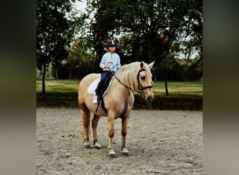 Meer warmbloeden, Merrie, 8 Jaar, 155 cm, Palomino