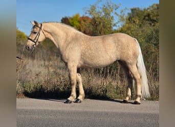 Meer warmbloeden, Merrie, 8 Jaar, 155 cm, Palomino