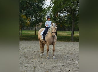 Meer warmbloeden, Merrie, 8 Jaar, 155 cm, Palomino