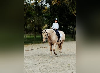 Meer warmbloeden, Merrie, 8 Jaar, 155 cm, Palomino
