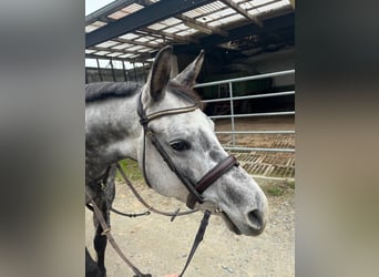 Meer warmbloeden, Merrie, 8 Jaar, 161 cm, Appelschimmel