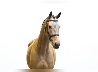 Meer warmbloeden, Merrie, 8 Jaar, 161 cm