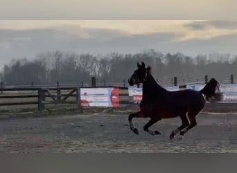 Meer warmbloeden, Merrie, 8 Jaar, 162 cm, Zwartbruin