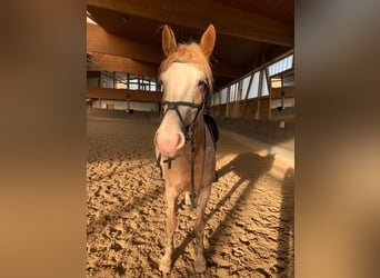 Meer warmbloeden Mix, Merrie, 8 Jaar, 164 cm, Rood schimmel