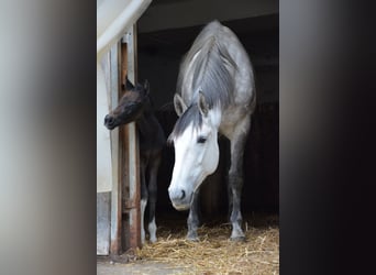 Meer warmbloeden Mix, Merrie, 8 Jaar, 164 cm, Schimmel