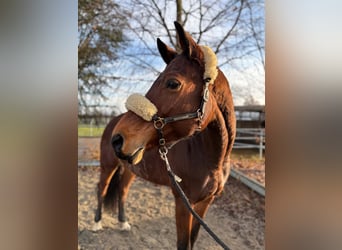 Meer warmbloeden, Merrie, 8 Jaar, 165 cm, Bruin