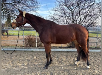 Meer warmbloeden, Merrie, 8 Jaar, 165 cm, Bruin