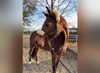 Meer warmbloeden, Merrie, 8 Jaar, 165 cm, Bruin