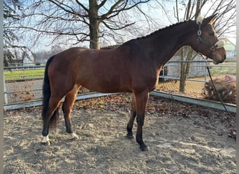 Meer warmbloeden, Merrie, 8 Jaar, 165 cm, Bruin