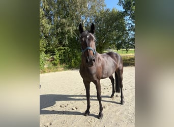 Meer warmbloeden, Merrie, 8 Jaar, 165 cm, Donkerbruin