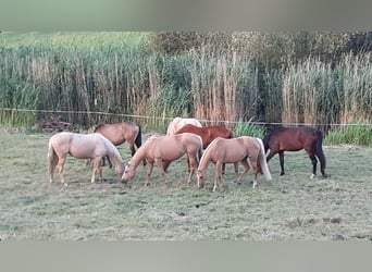 Meer warmbloeden, Merrie, 8 Jaar, 165 cm, Palomino