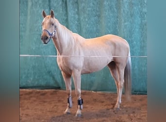 Meer warmbloeden, Merrie, 8 Jaar, 165 cm, Palomino